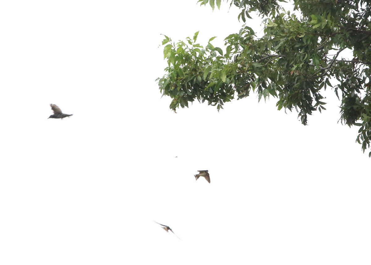 Golondrina Común - ML365537951