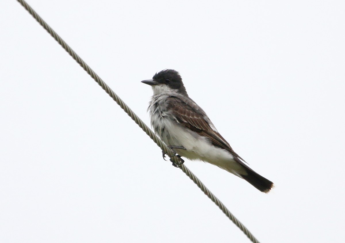 Eastern Kingbird - ML365537991