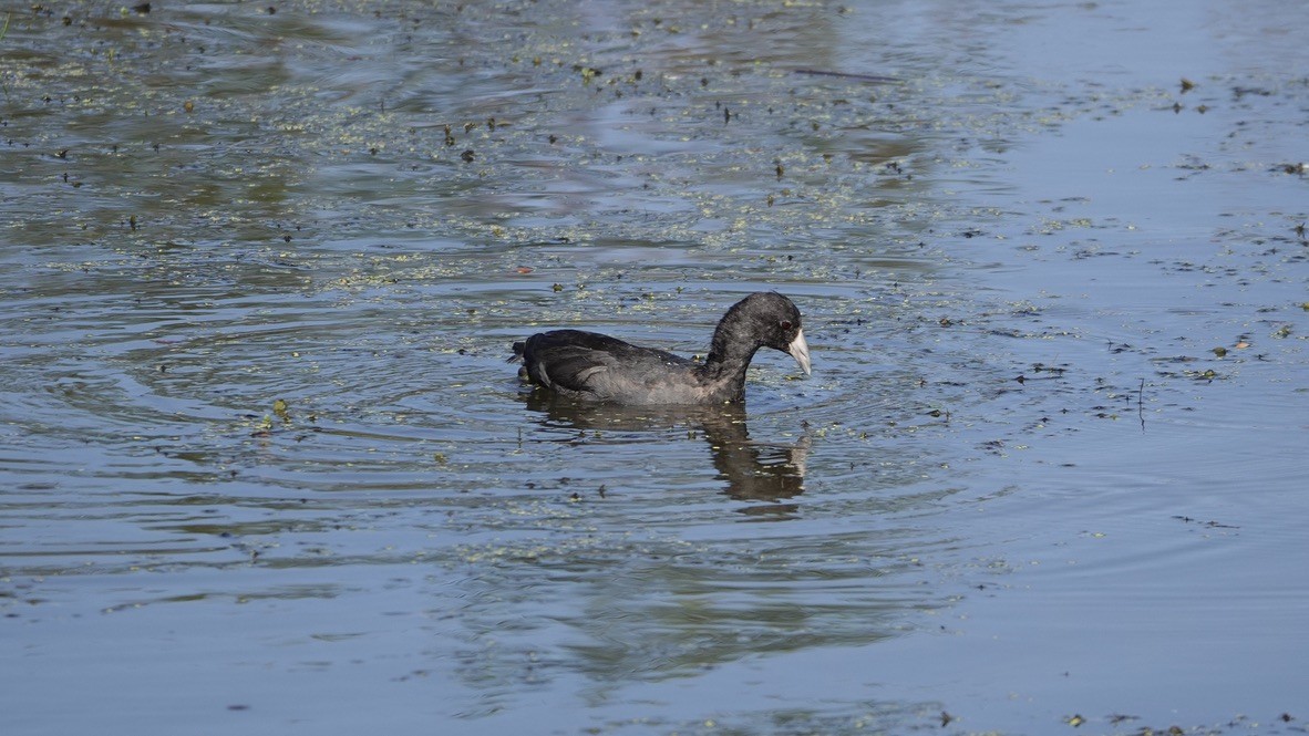 American Coot - Wink Gross