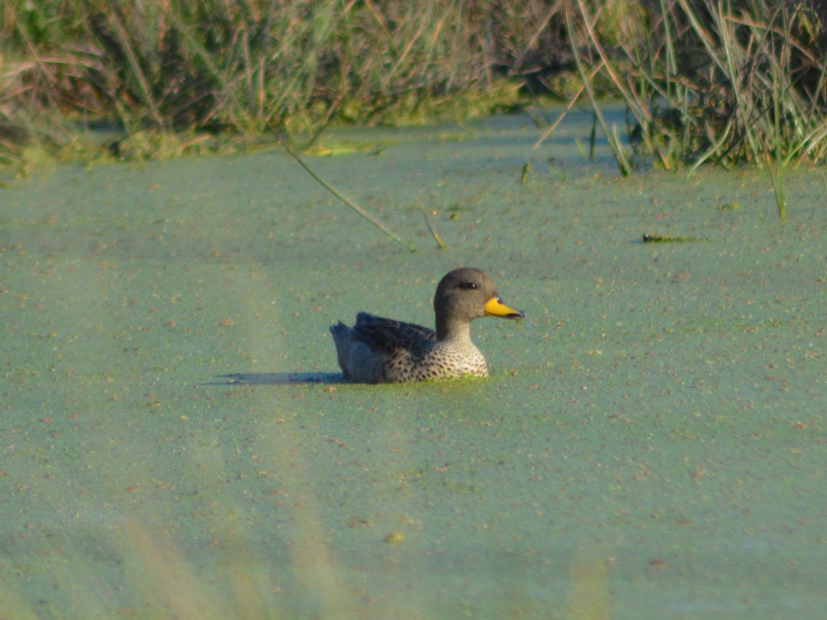 Yellow-billed Teal - ML365540721