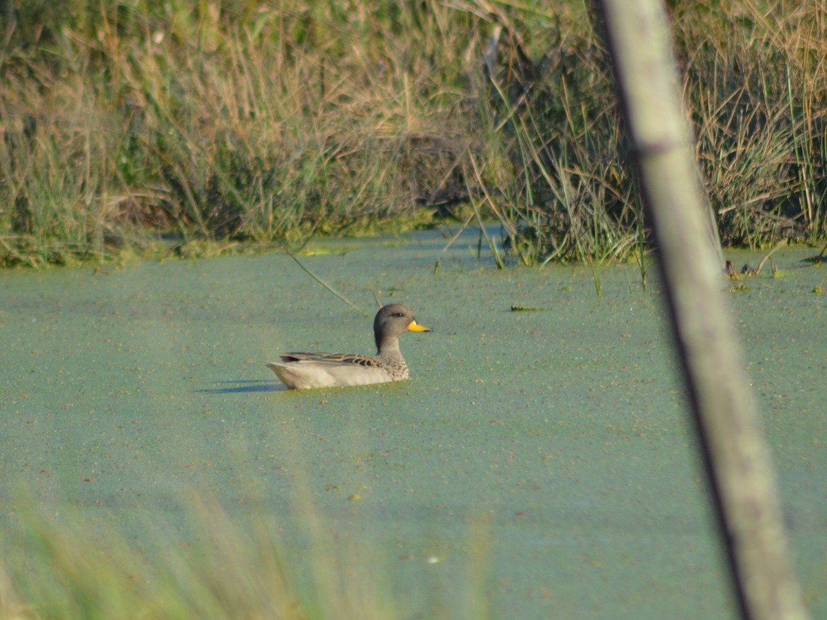 Yellow-billed Teal - ML365541381