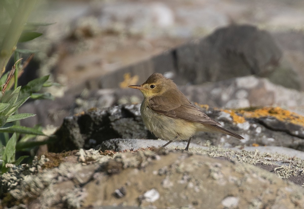 Melodious Warbler - ML365541791
