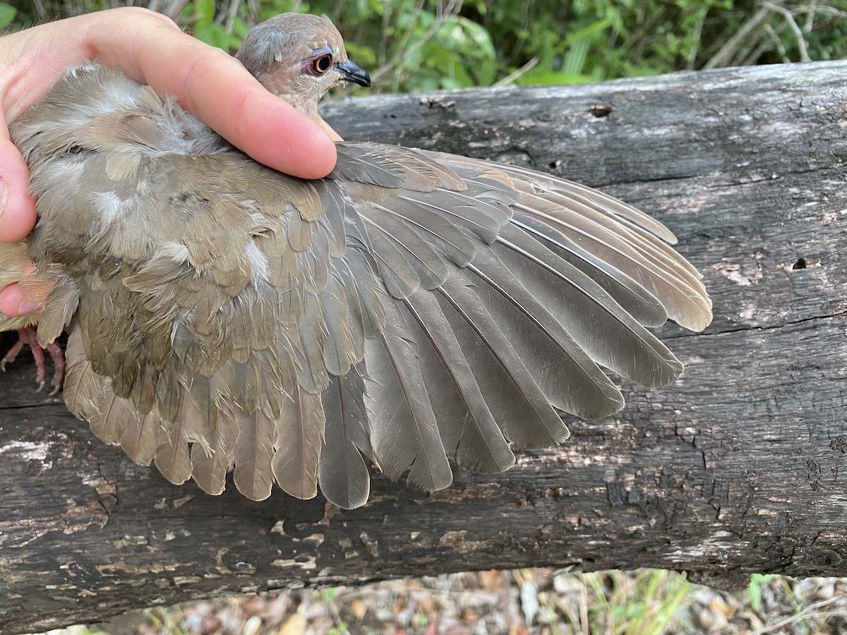 White-tipped Dove - ML365542411