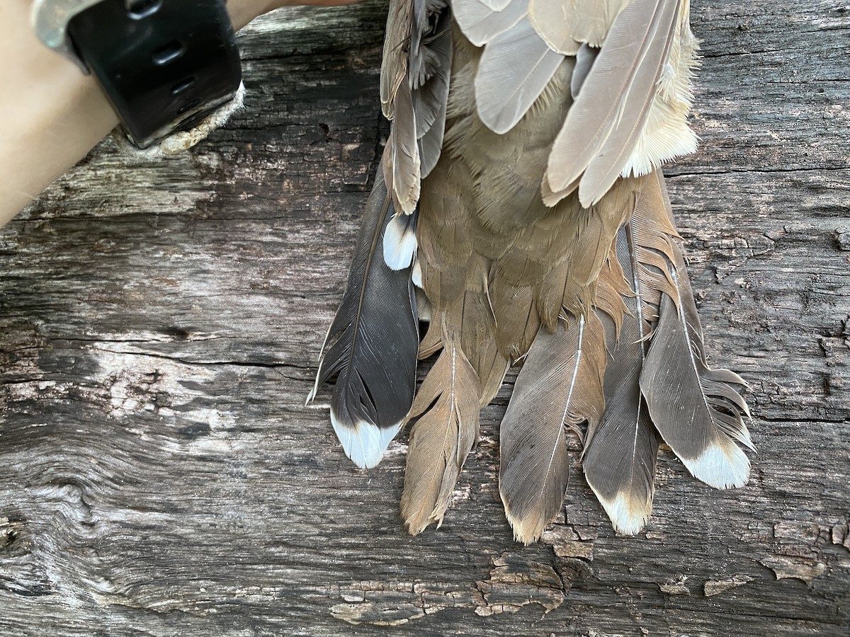 White-tipped Dove - ML365542421