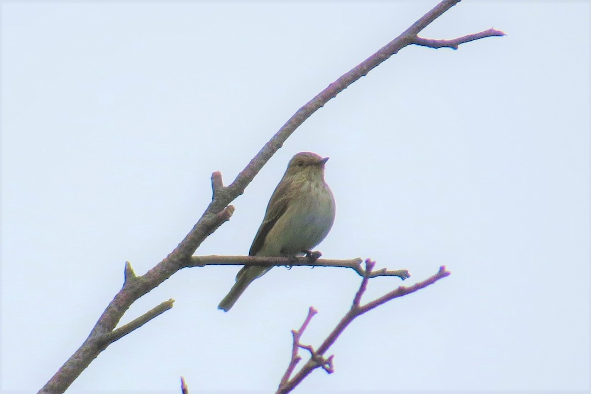 Spotted Flycatcher - Gregor Tims