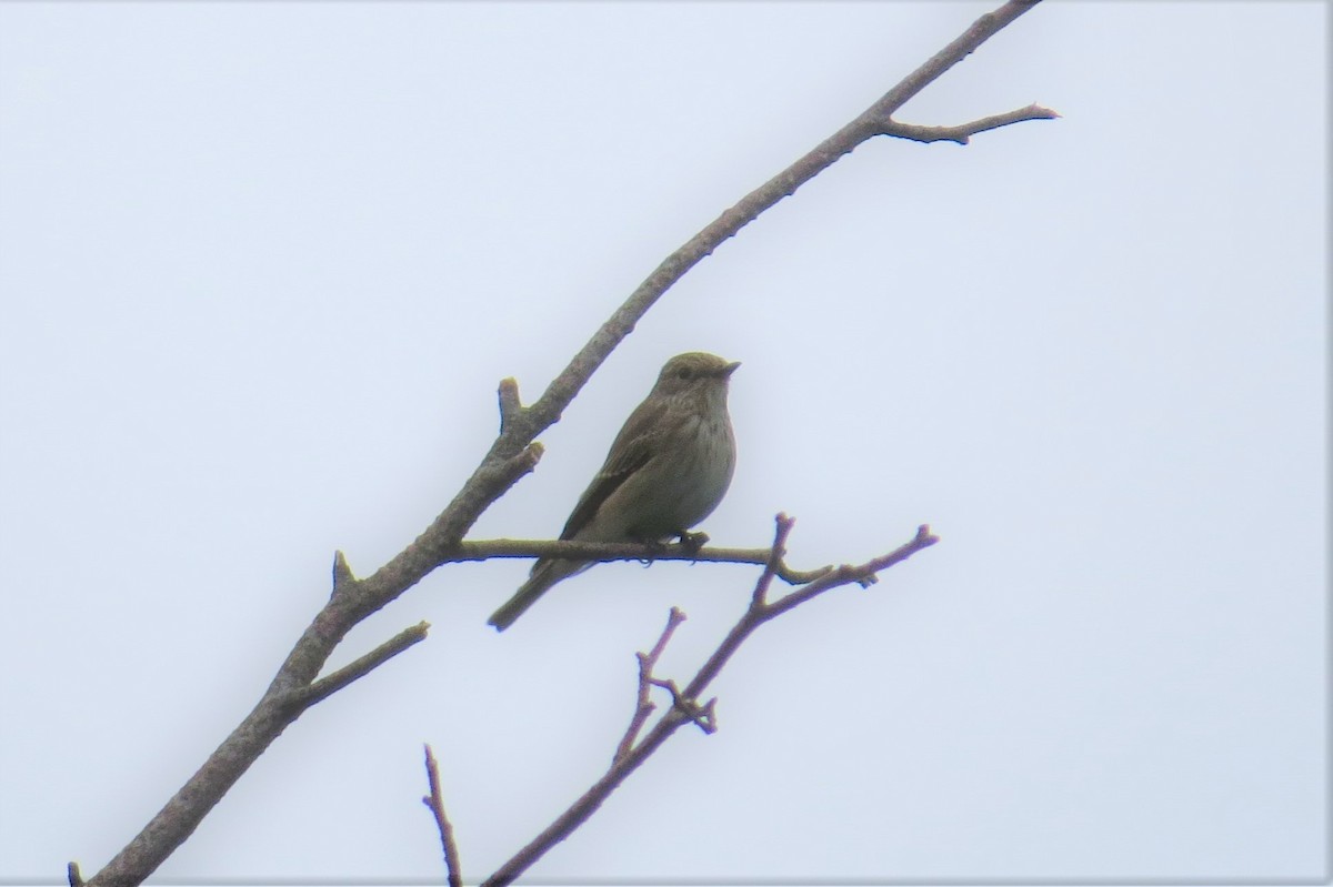 Spotted Flycatcher - Gregor Tims