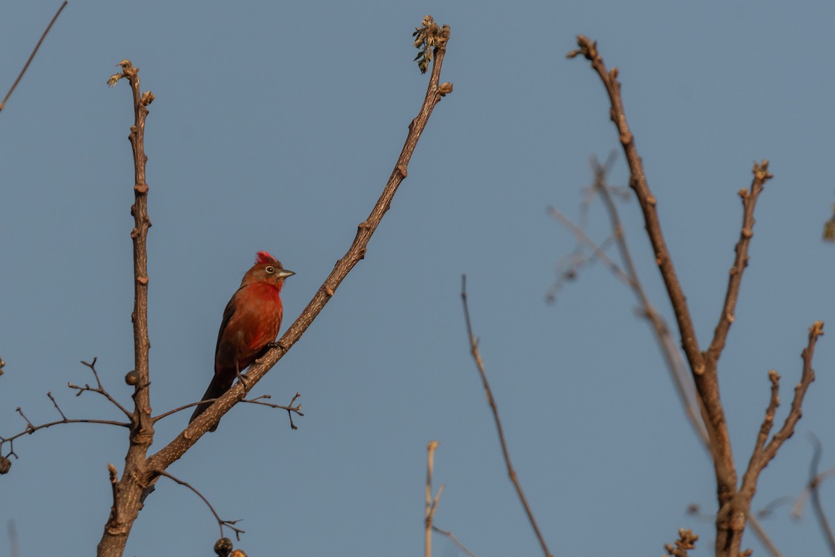 Red-crested Finch - ML365543081