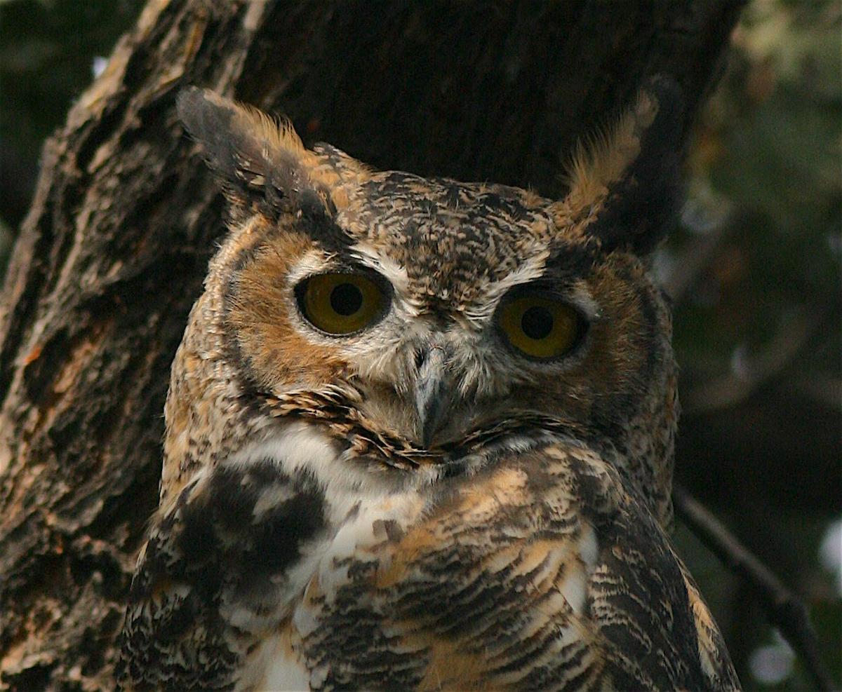 Great Horned Owl - ML365543091