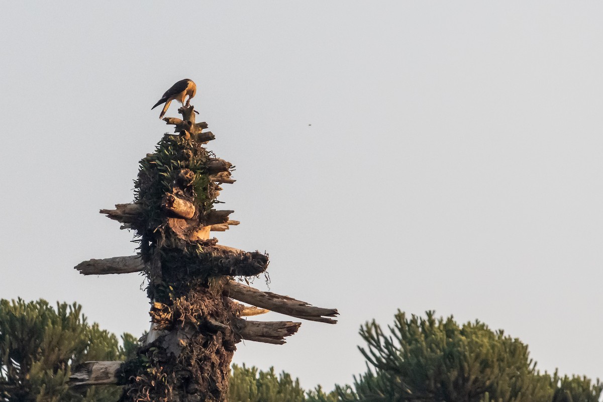 Caracara à tête jaune - ML365543101