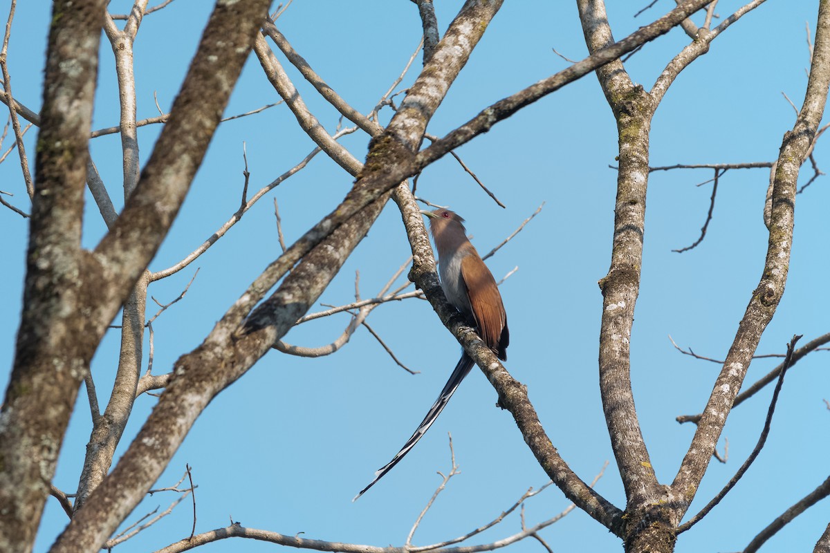 Squirrel Cuckoo - ML365543281