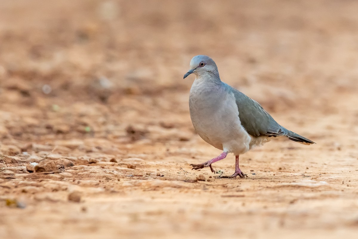 White-tipped Dove - ML365543331