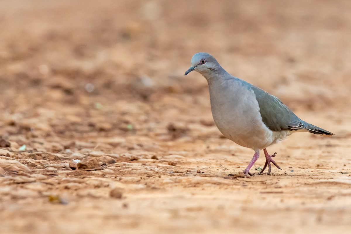 White-tipped Dove - Pablo Ramos