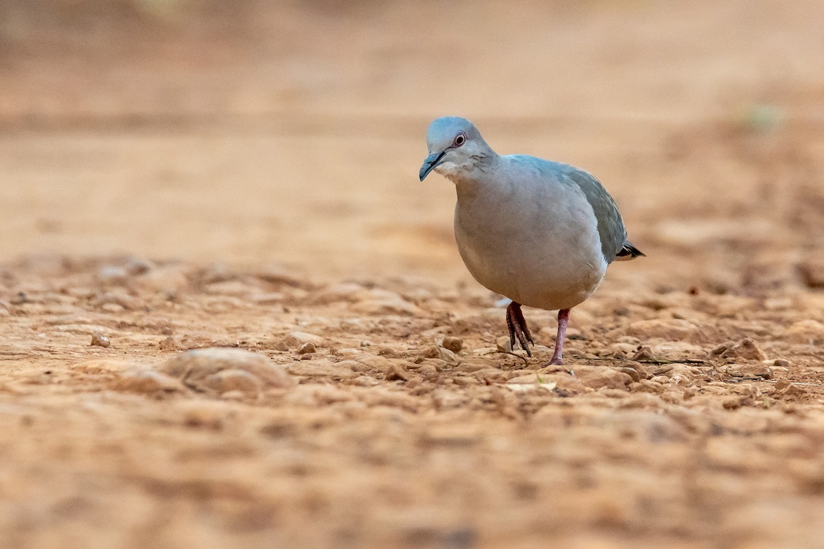 White-tipped Dove - ML365543381