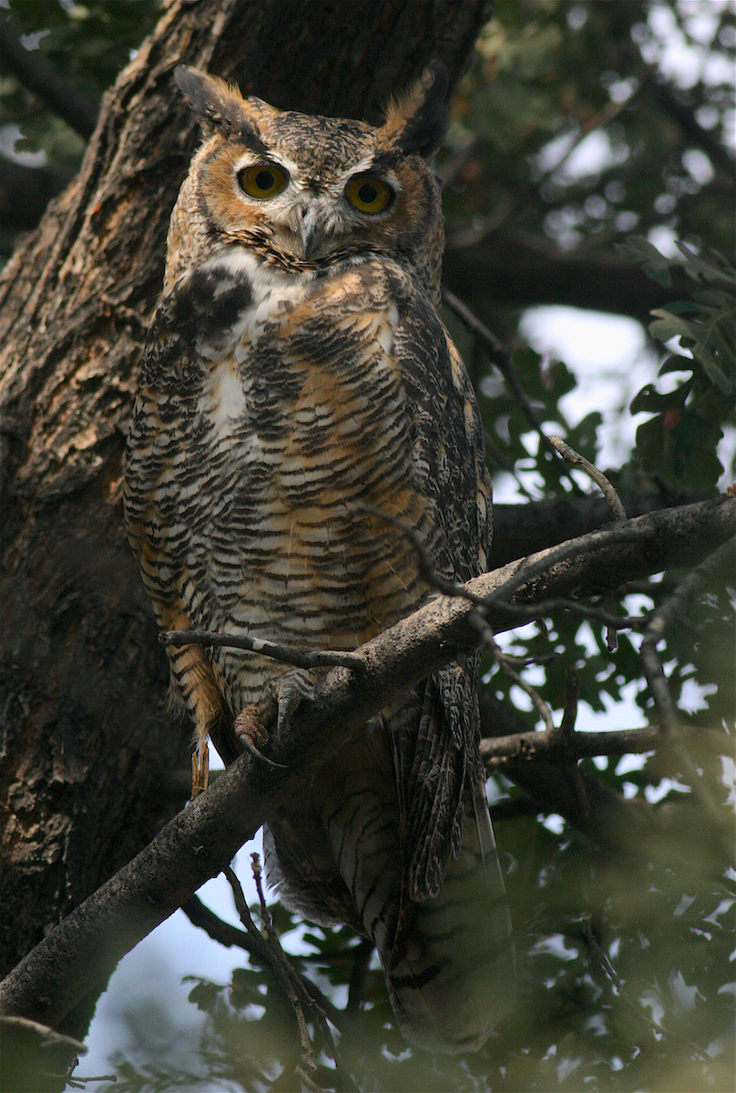 Great Horned Owl - ML365543501