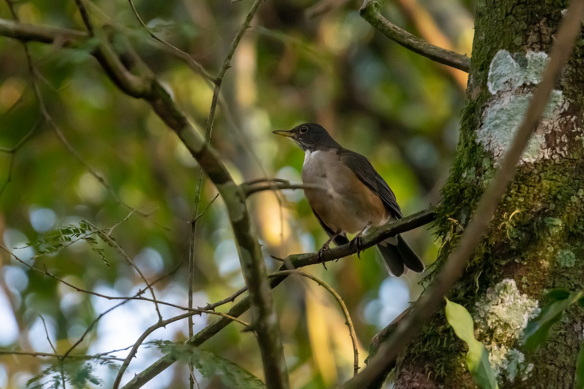 White-necked Thrush - ML365543521