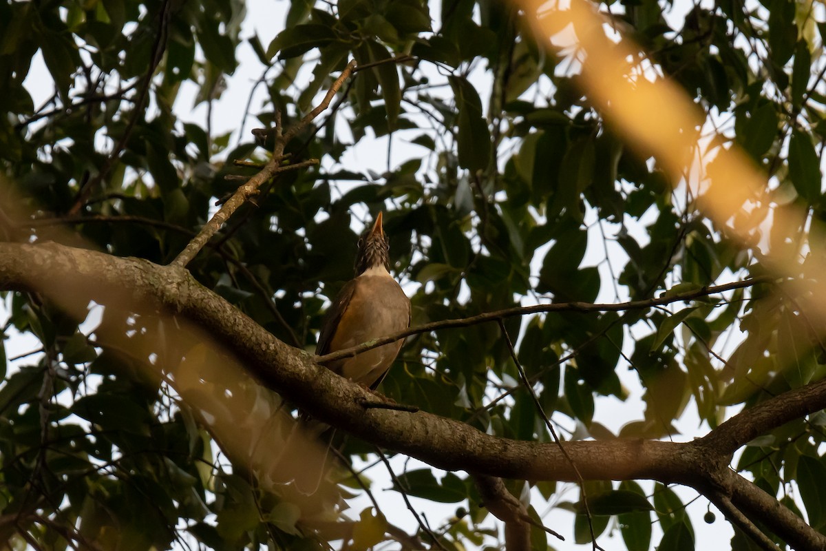 White-necked Thrush - ML365543531