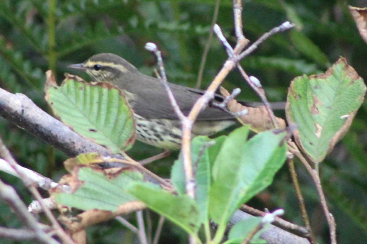 Northern Waterthrush - ML365543861