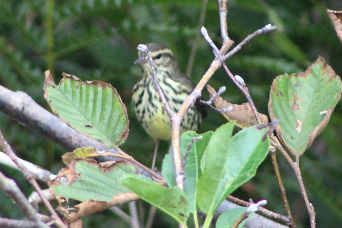 Northern Waterthrush - ML365543971