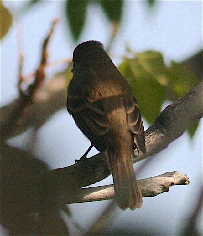 Willow Flycatcher - Anonymous