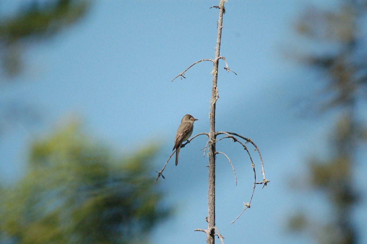 Eastern Wood-Pewee - ML365544581