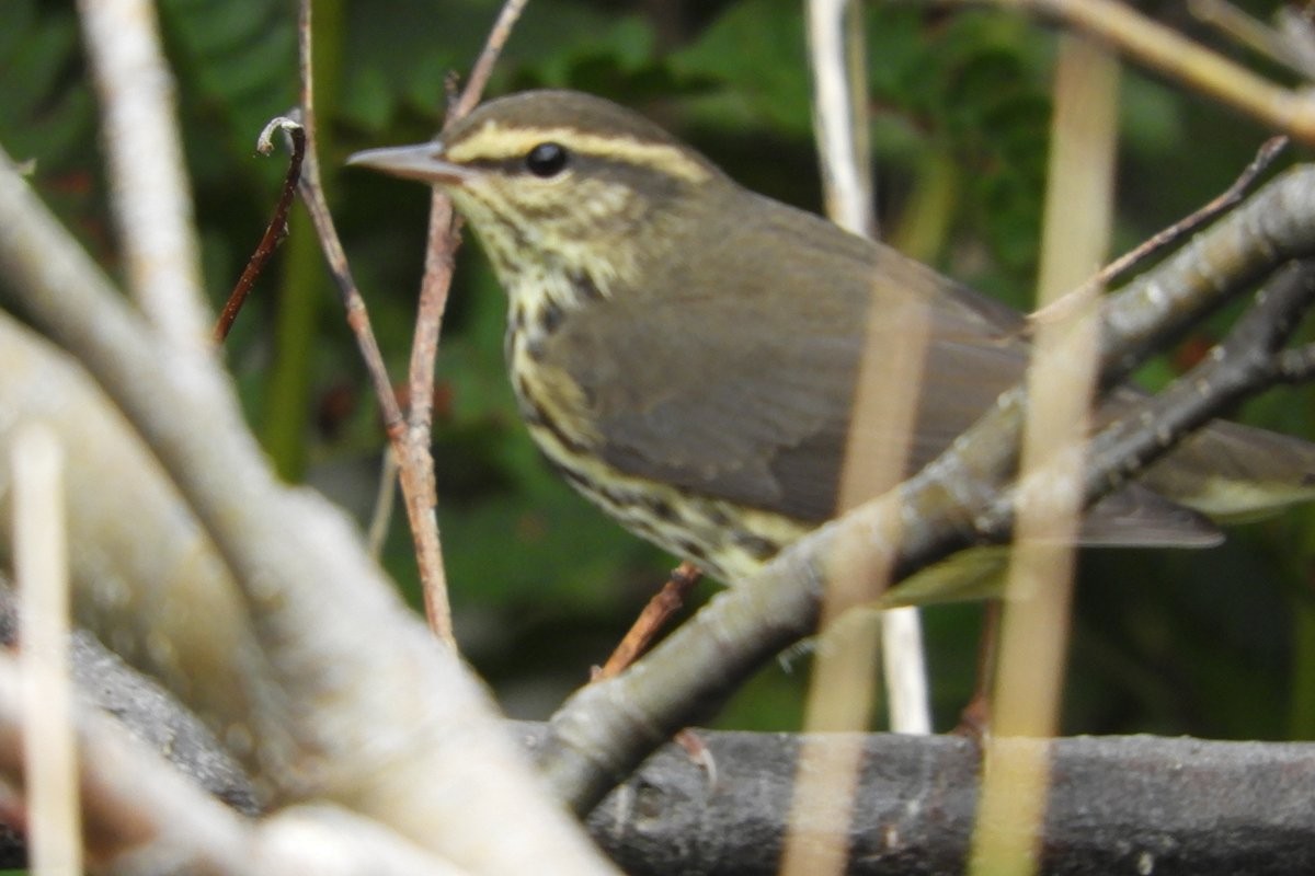 Northern Waterthrush - ML365544841