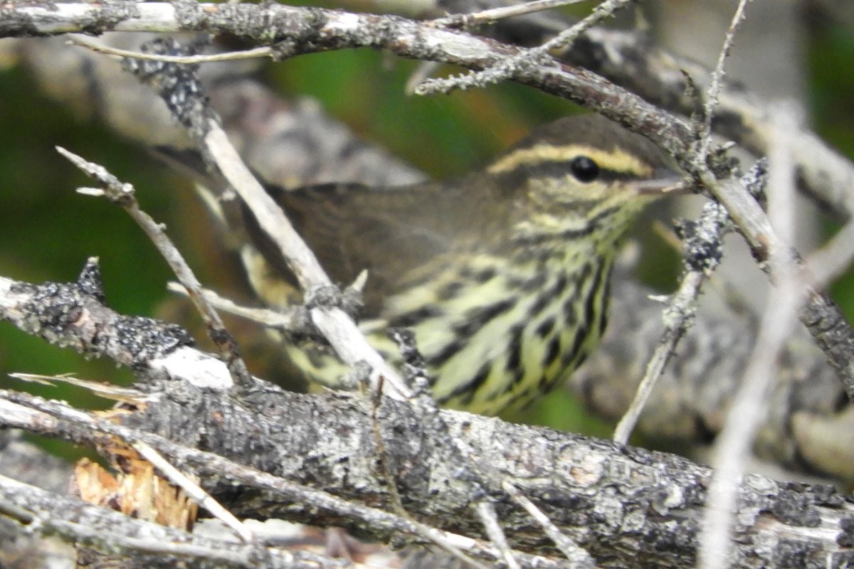 Northern Waterthrush - ML365544851