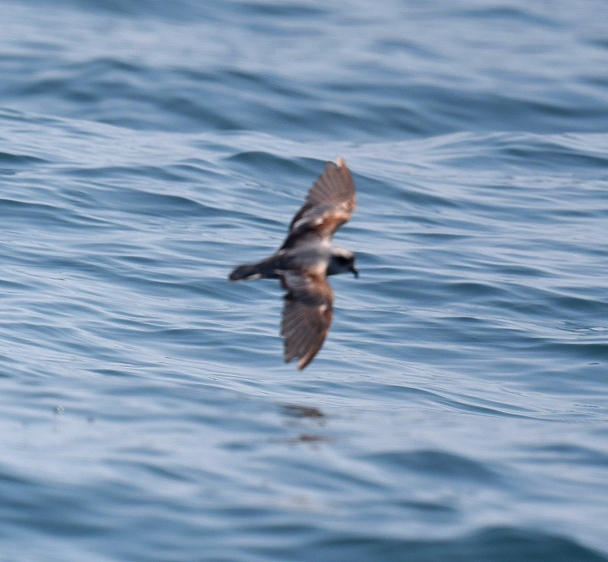 Fork-tailed Storm-Petrel - ML365545241