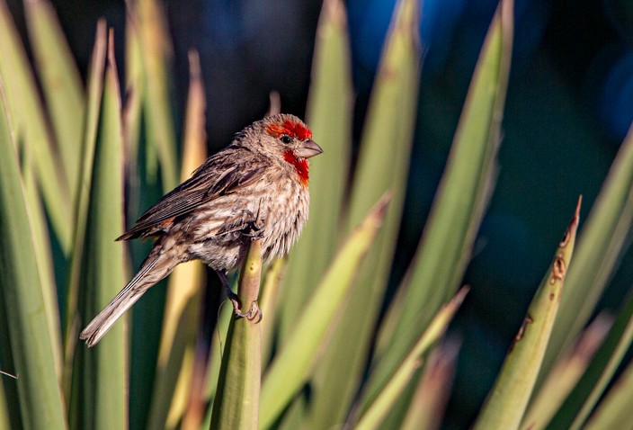 House Sparrow - ML365547521