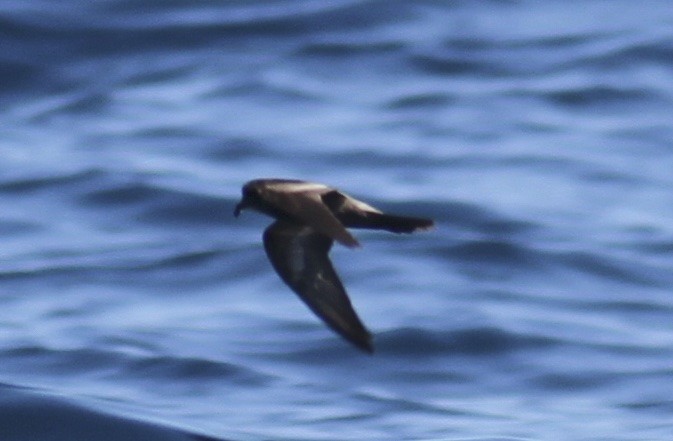 Ashy Storm-Petrel - ML36554871