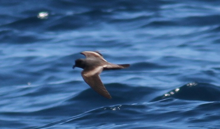 Ashy Storm-Petrel - ML36554881