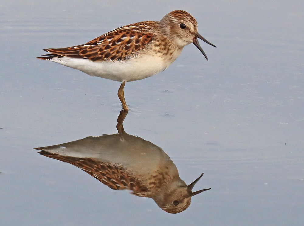 Least Sandpiper - Corey Finger