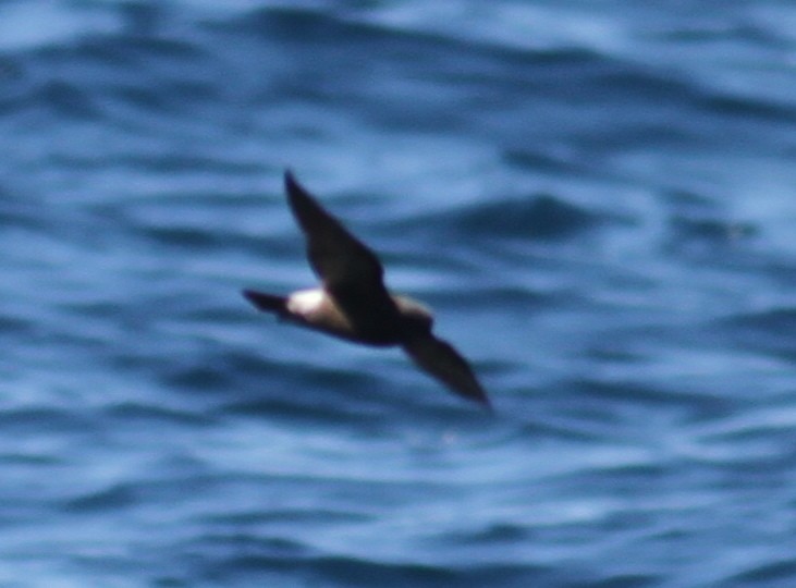 Townsend's Storm-Petrel - ML36555001