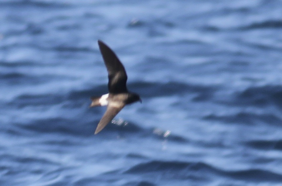 Townsend's Storm-Petrel - ML36555041