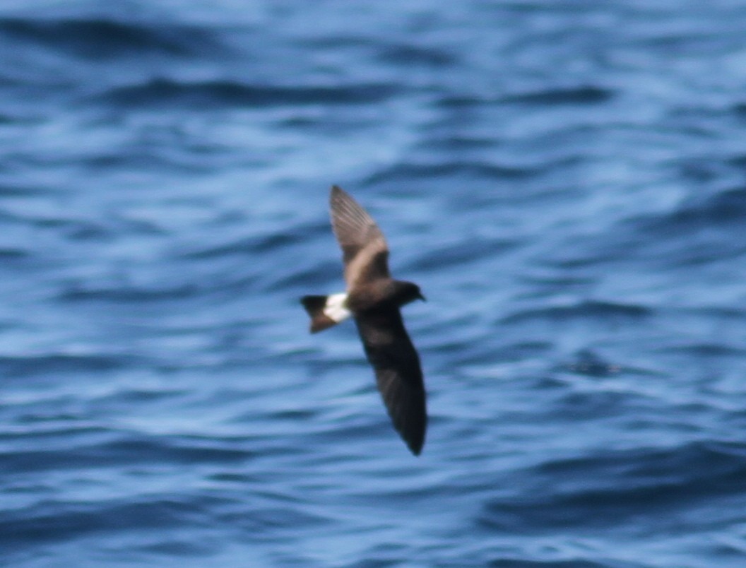 Townsend's Storm-Petrel - ML36555051