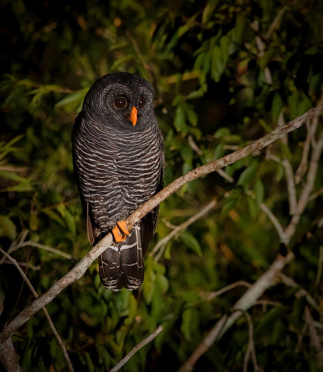 Black-banded Owl - ML365551271