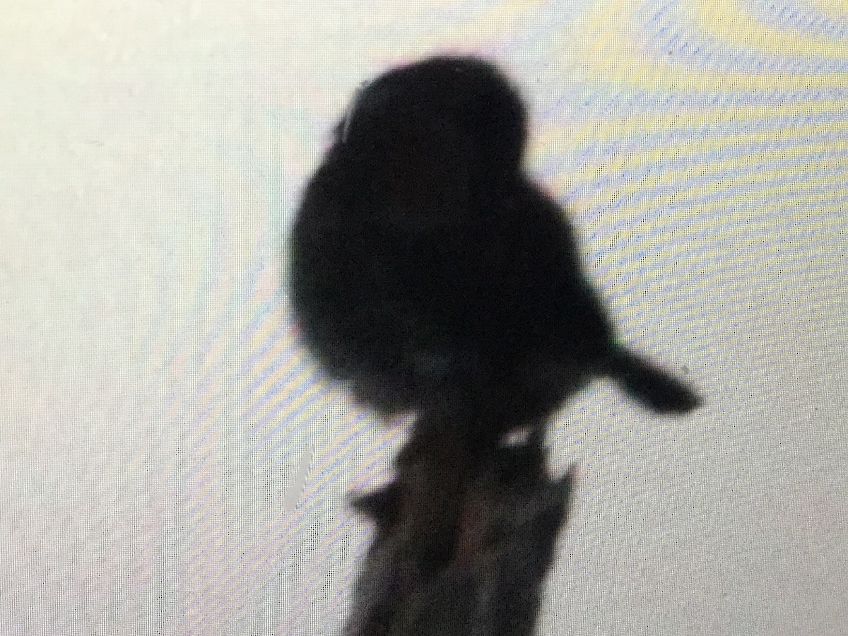 Northern Pygmy-Owl - ML36555161