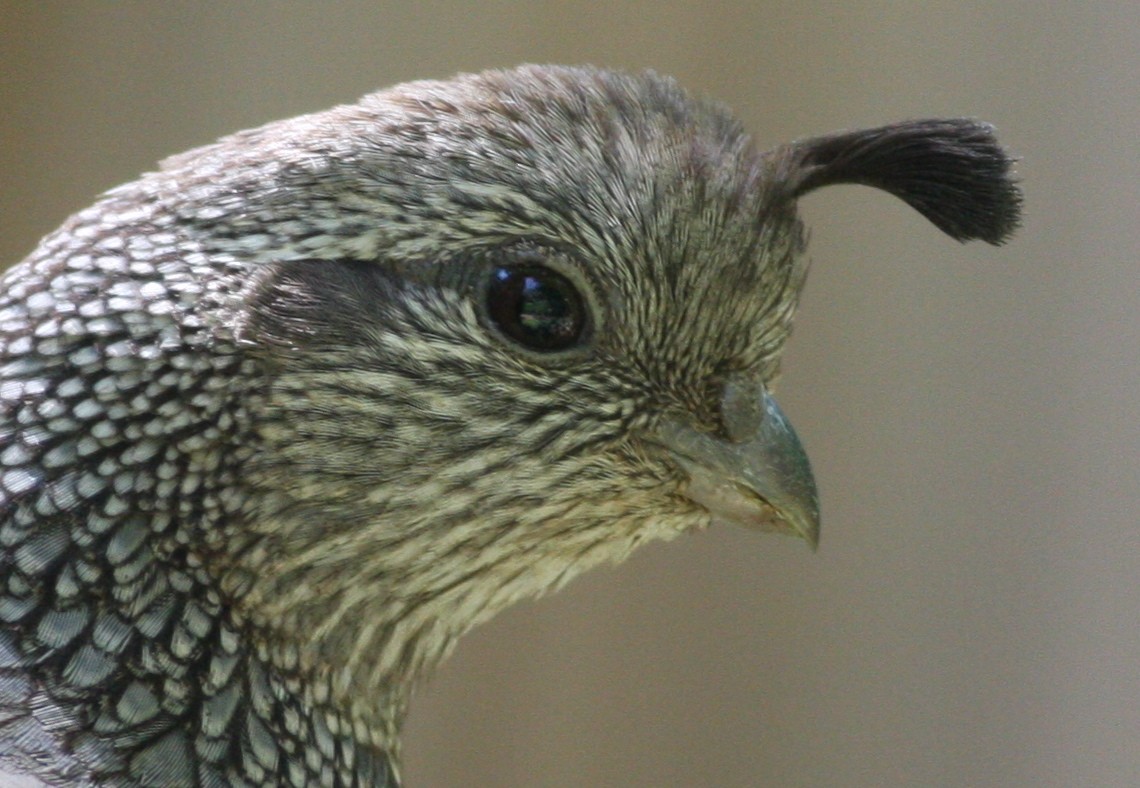 California Quail - ML365552491