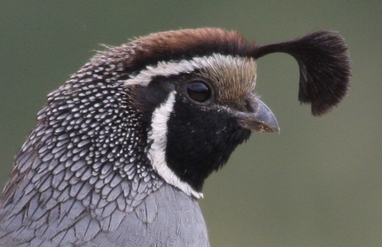 California Quail - ML365554161