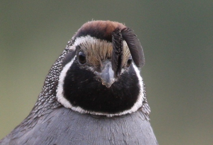 California Quail - ML365554171