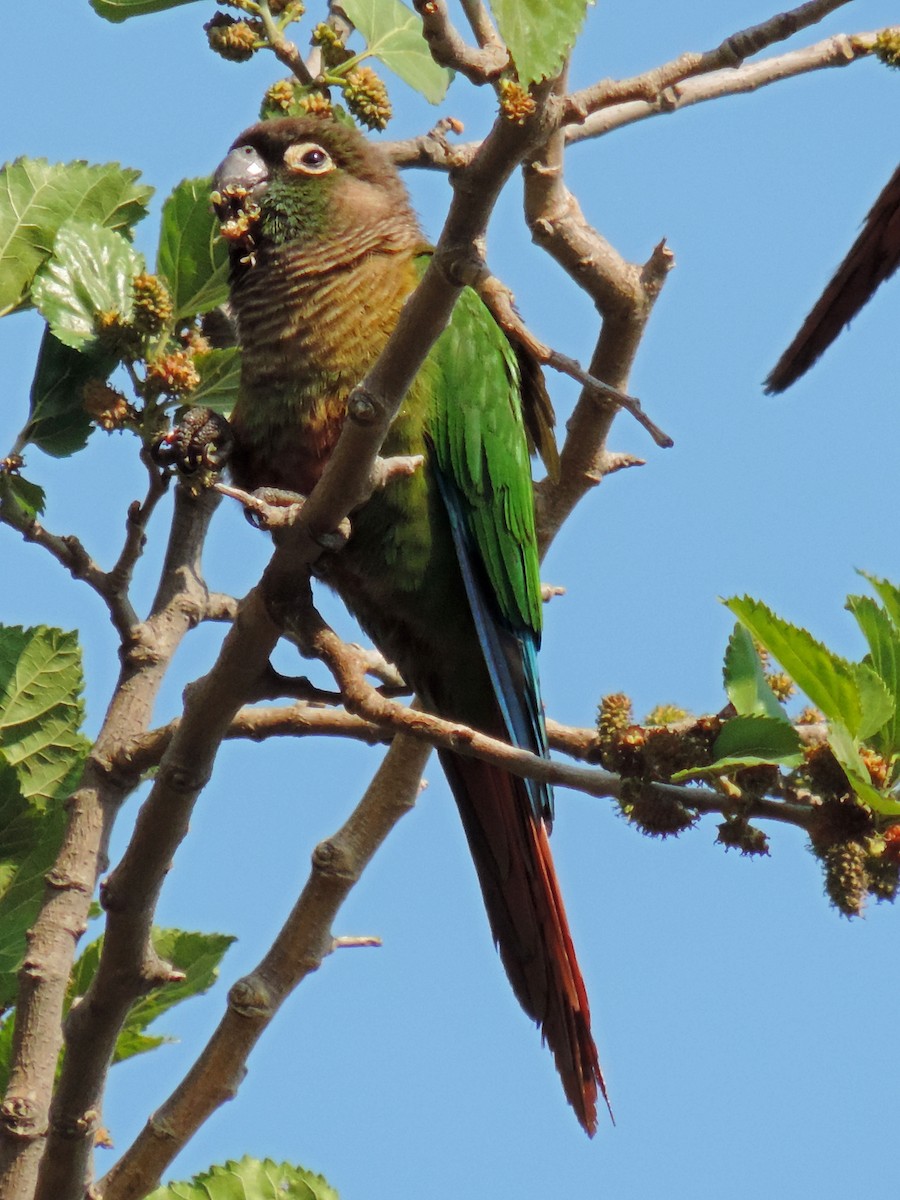 Green-cheeked Parakeet - ML365554181