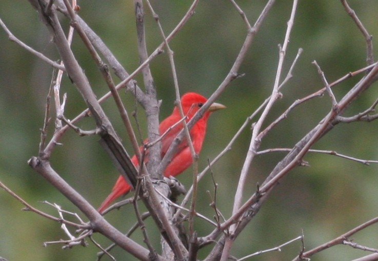 Summer Tanager - ML365554461