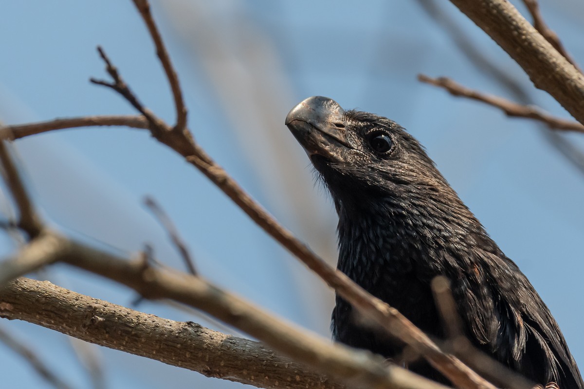 Smooth-billed Ani - ML365554631