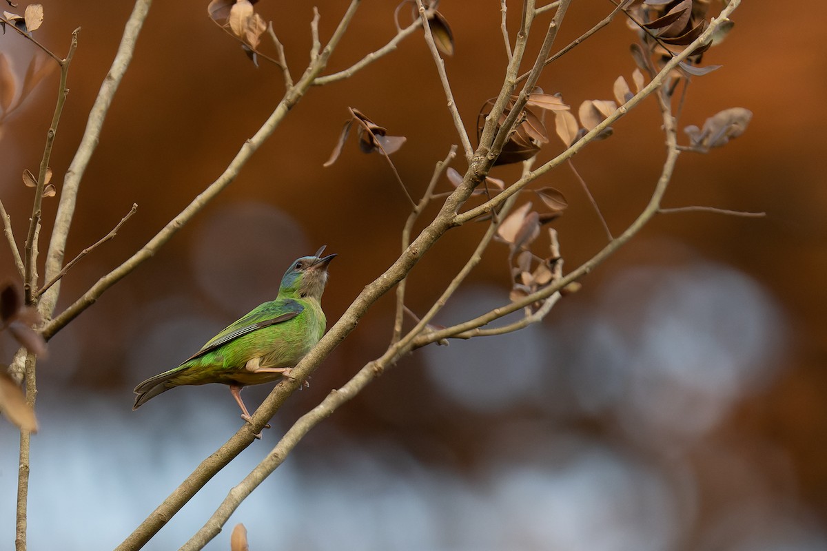 Blue Dacnis - ML365554981