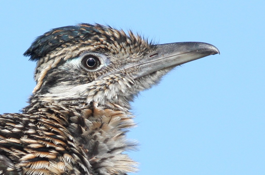 Greater Roadrunner - ML365555391