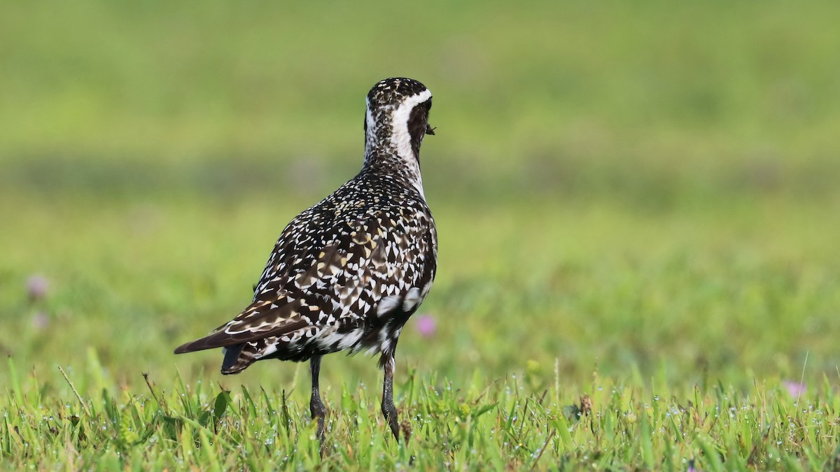 American Golden-Plover - Brenda Bull