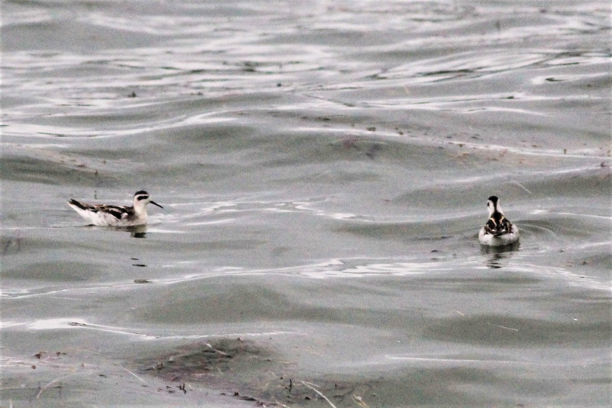 Red-necked Phalarope - ML365560561