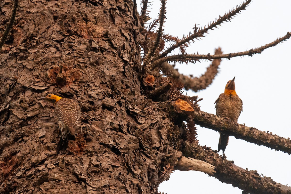 Carpintero Campestre - ML365561941