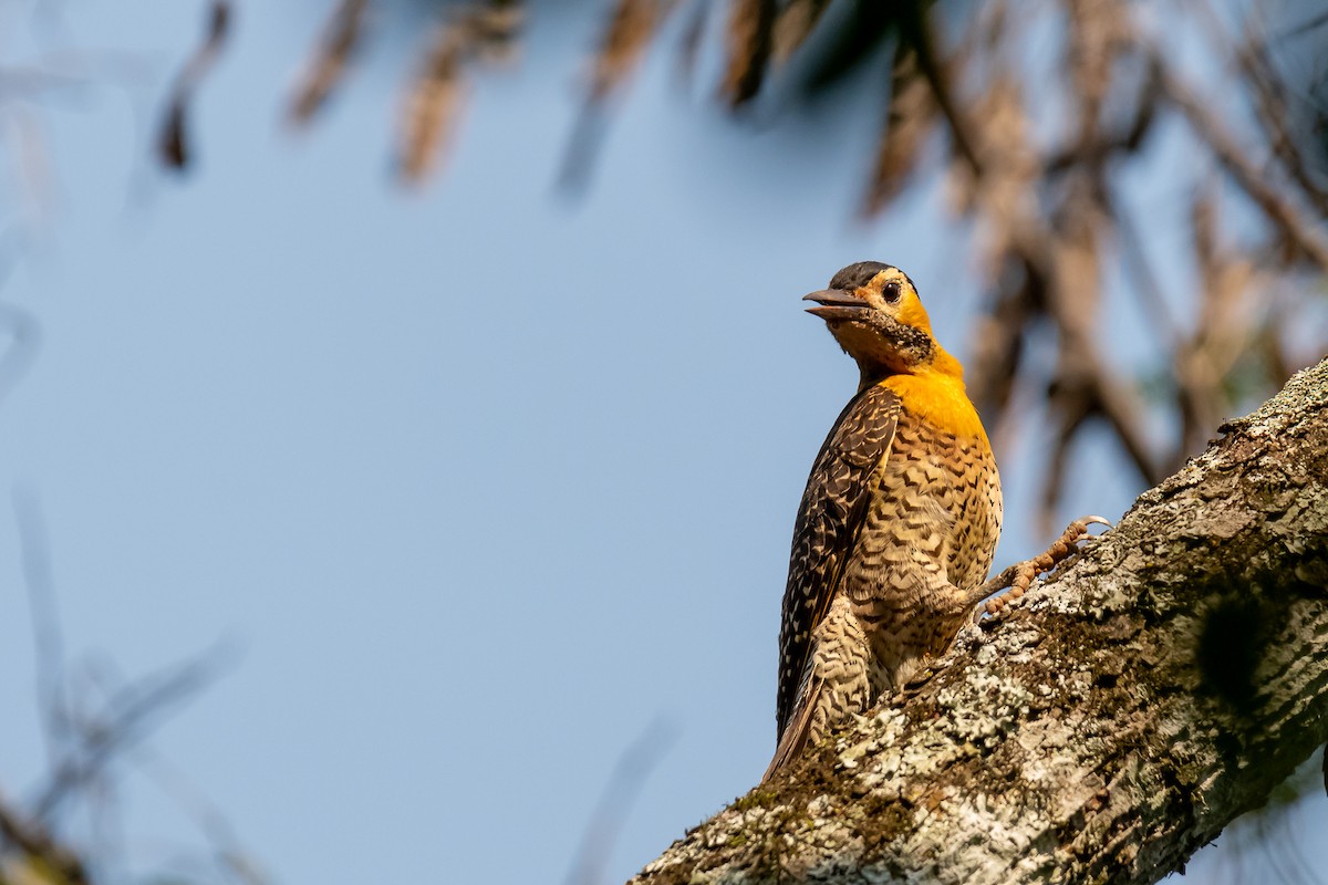 Carpintero Campestre - ML365561951