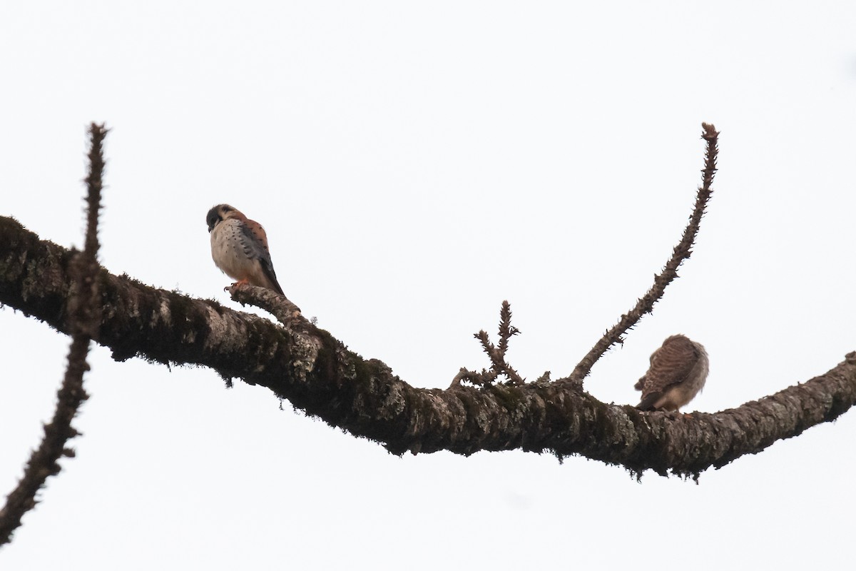 American Kestrel - ML365561971