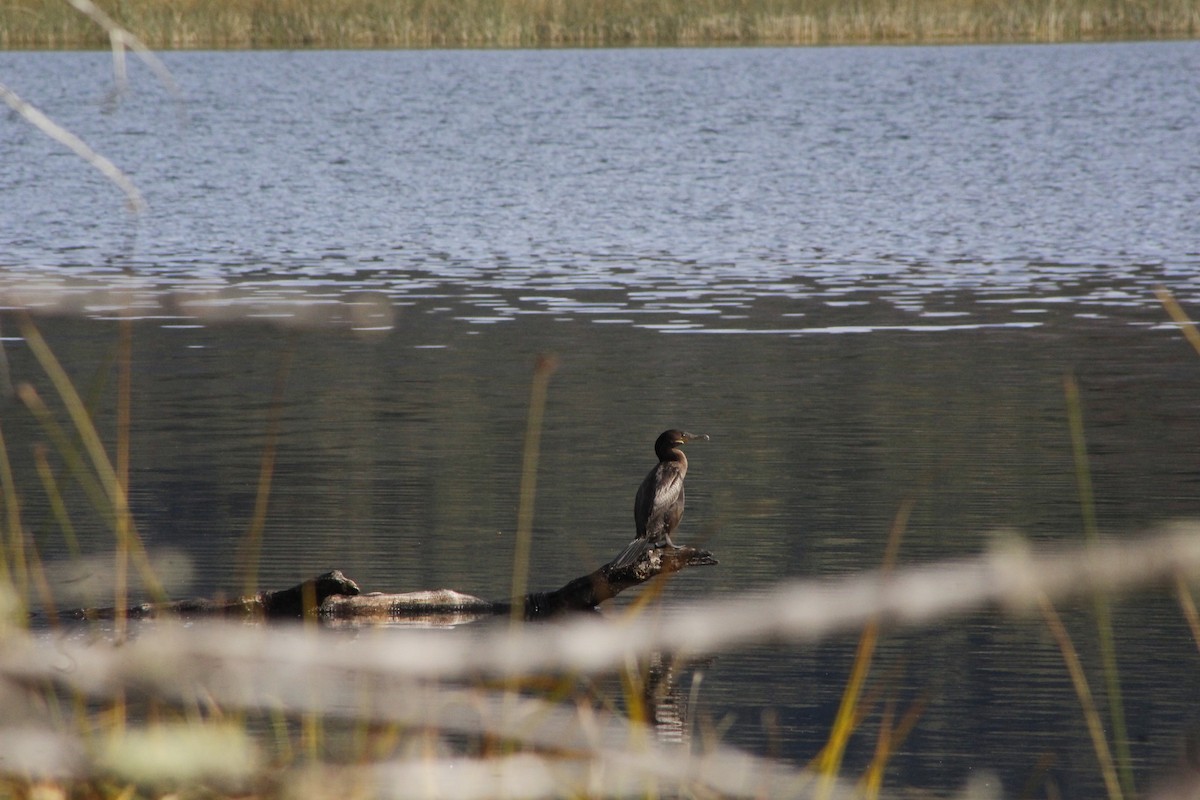 Neotropic Cormorant - gonzalo albarracin